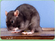 rat control Sunbury On Thames