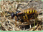 wasp control Sunbury On Thames